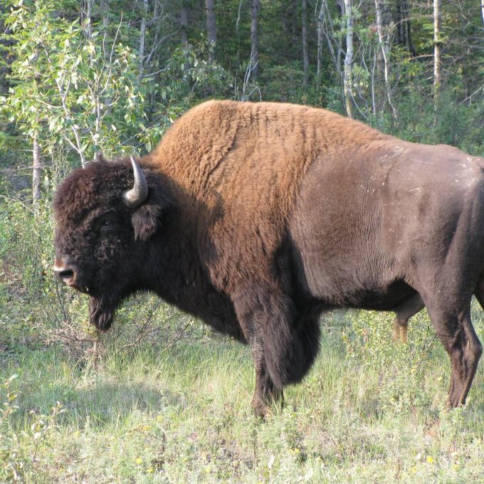 canada/wood-buffalo-national-park