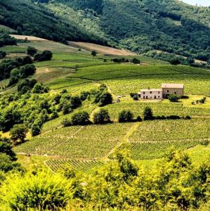 france/auvergne-rhone-alpes/beaujolais