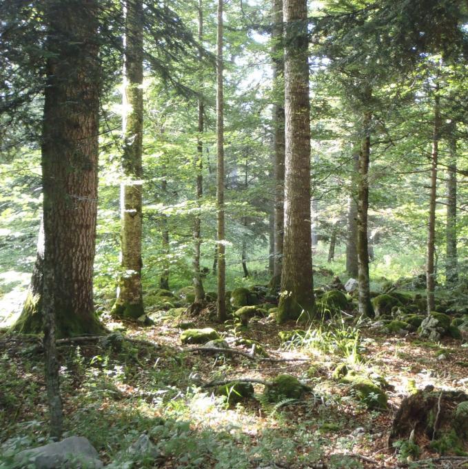 france/auvergne-rhone-alpes/foret-de-lente