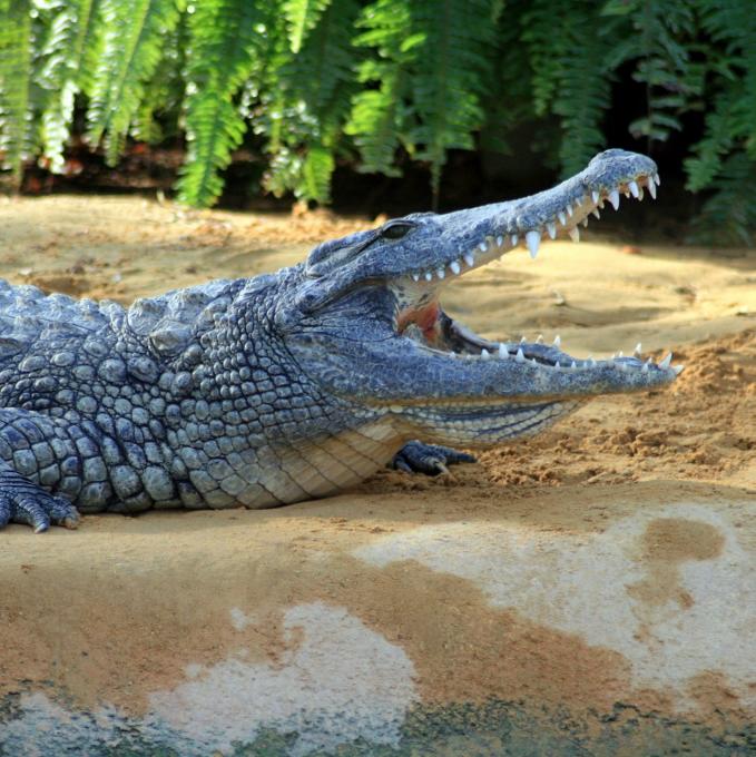 france/auvergne-rhone-alpes/la-ferme-aux-crocodiles-pierrelatte