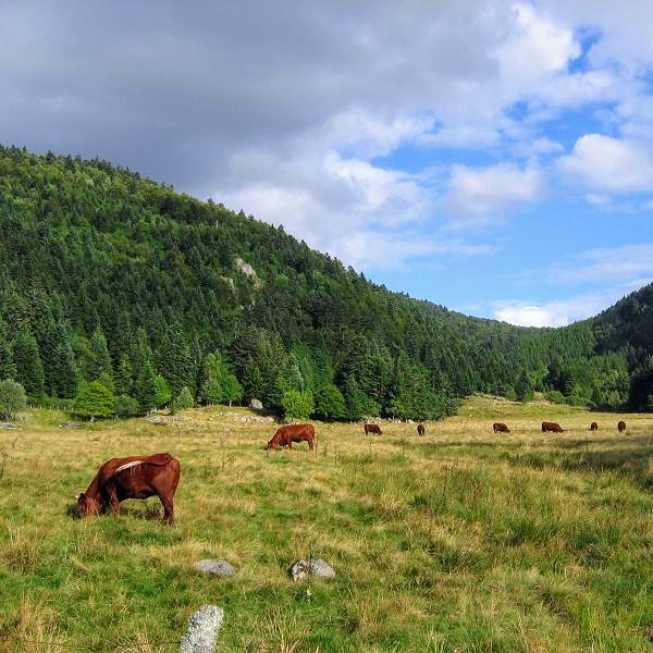 france/auvergne-rhone-alpes/monts-du-forez