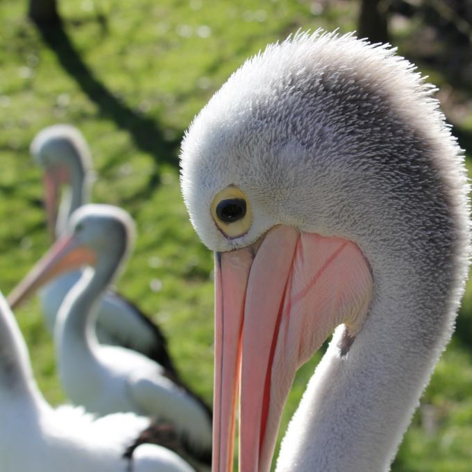 france/auvergne-rhone-alpes/parc-des-oiseaux-villars-les-dombes