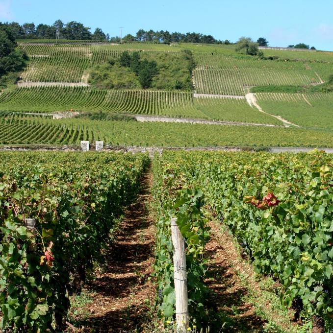 france/bourgogne-franche-comte/cote-de-beaune