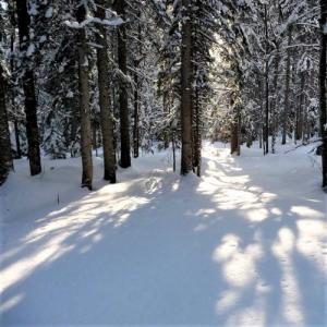 france/bourgogne-franche-comte/foret-de-la-joux