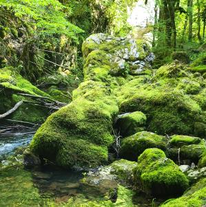 france/bourgogne-franche-comte/parc-naturel-regional-du-haut-jura