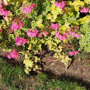 france/centre-val-de-loire/jardin-de-bois-richeux