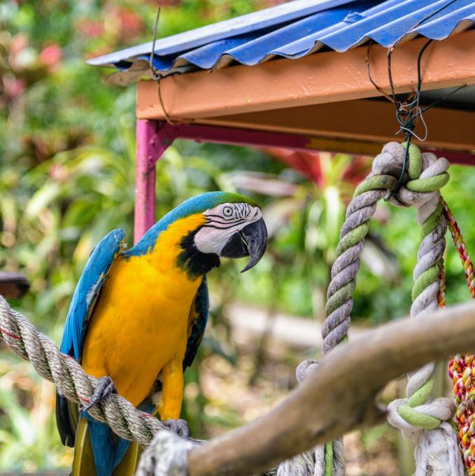 france/guadeloupe/jardin-botanique-de-deshaies