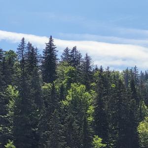 france/hauts-de-france/foret-de-saint-gobain