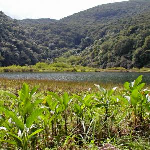 france/la-reunion/grand-etang