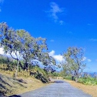 france/la-reunion/route-forestiere-des-tamarins