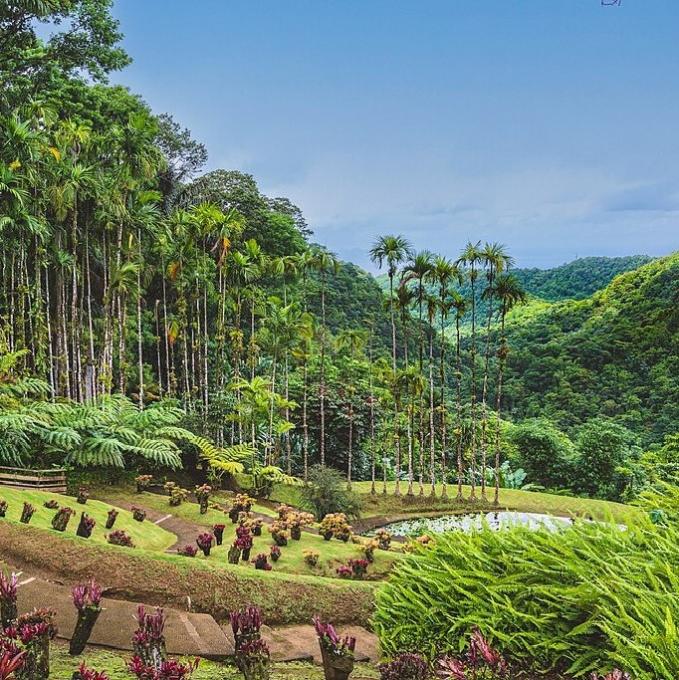 france/martinique/jardin-de-balata