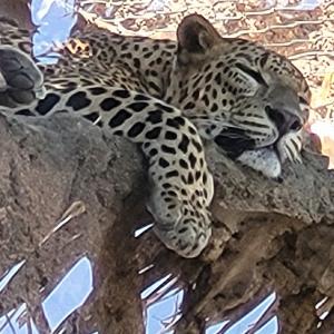 france/nouvelle-aquitaine/la-vallee-des-singes