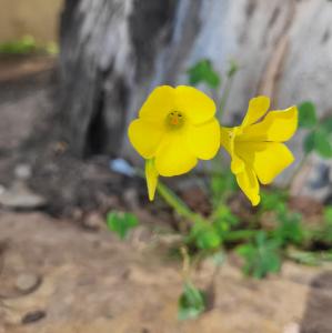 france/occitanie/le-jardin-des-betes