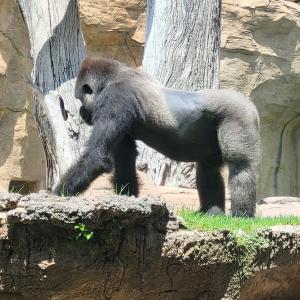 france/occitanie/parc-animalier-de-pradinas