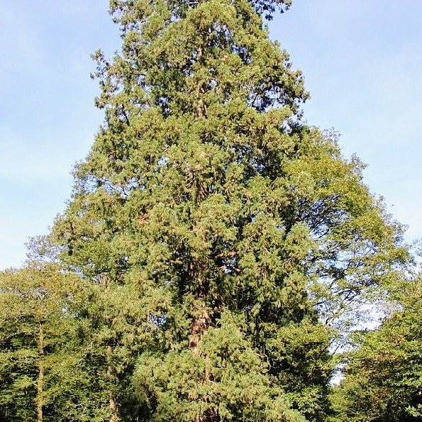 france/pays-de-la-loire/foret-de-perseigne