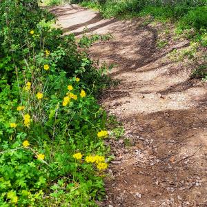 france/provence-alpes-cote-d-azur/foret-de-boscodon