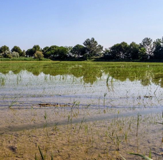 france/provence-alpes-cote-d-azur/parc-naturel-regional-de-camargue