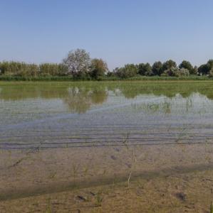 france/provence-alpes-cote-d-azur/parc-naturel-regional-de-camargue