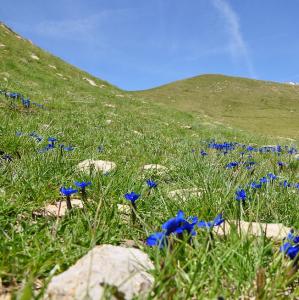 france/provence-alpes-cote-d-azur/vallee-d-allos