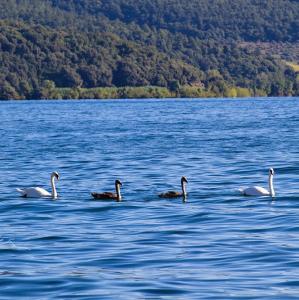 italia/lago-di-bracciano