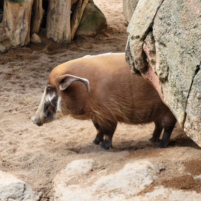 nederland/safaripark-beekse-bergen