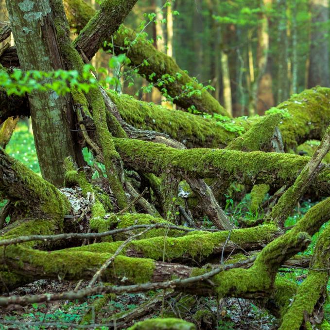 polska/bialowieza-park