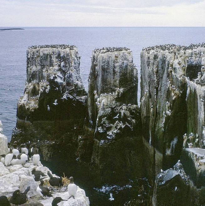 united-kingdom/farne-islands