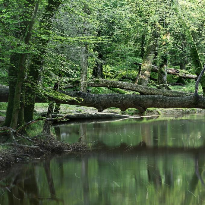 united-kingdom/newforest-national-park