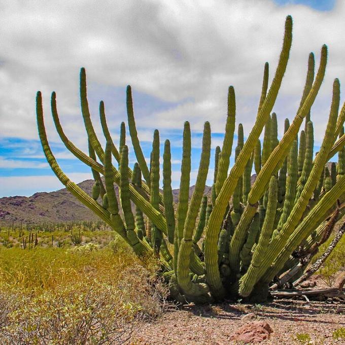 united-states/organ-pipe-cactus-national-monument