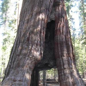 united-states/sequoia-national-park