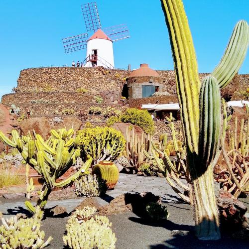 Jardin des cactus : Teguise - Visites & Activités